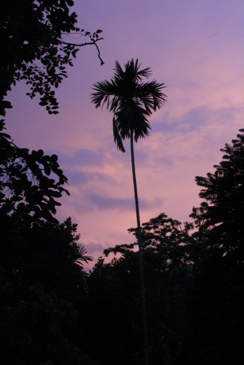 Struisvogel angsthaas